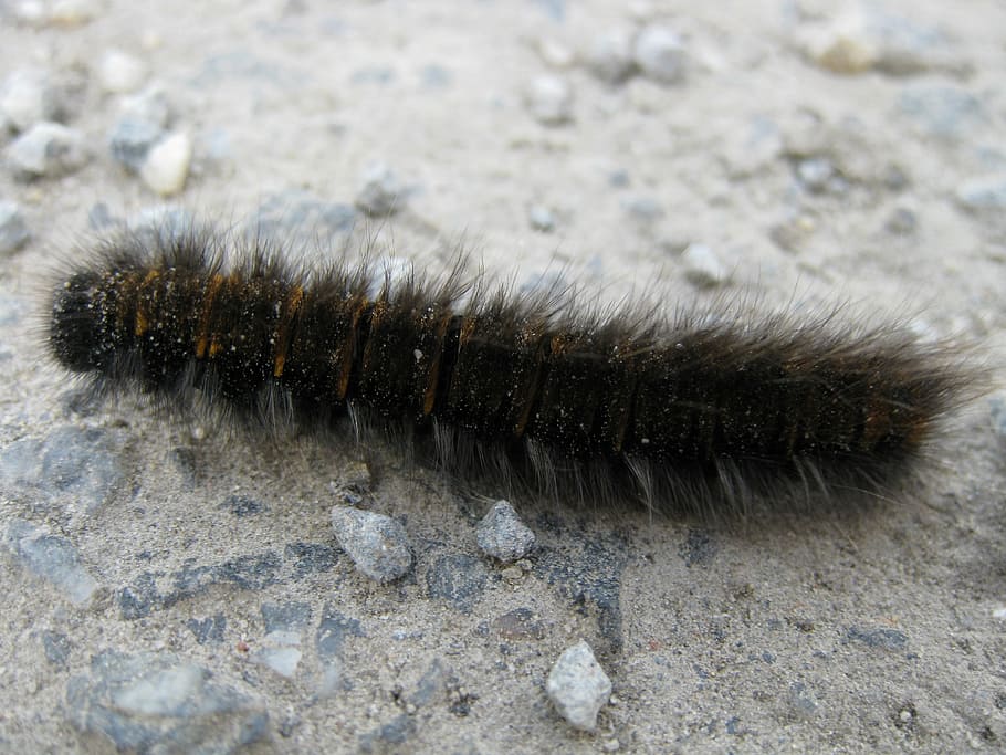 worm, hairy, animal, nature, insect, animal themes, one animal, animal wildlife, animals in the wild, caterpillar