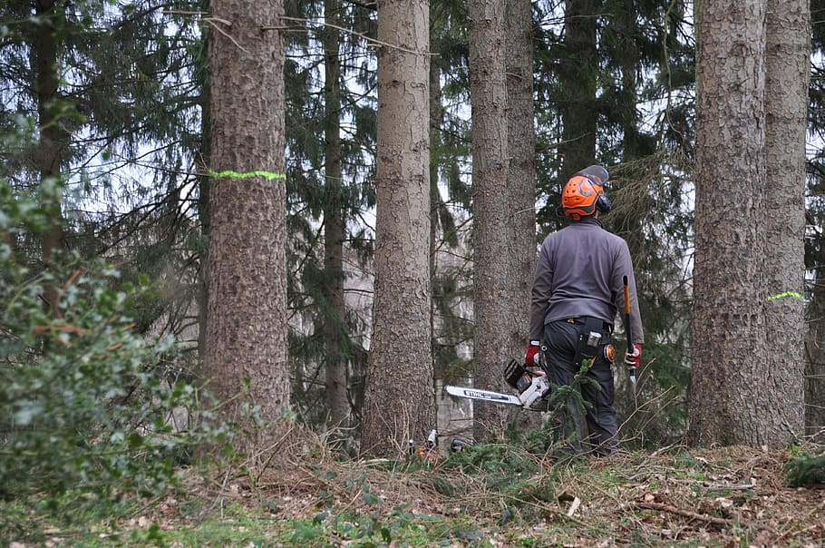 forestry, inventory, forestry work, forest, tree, wood, grove, cases, saw, workers