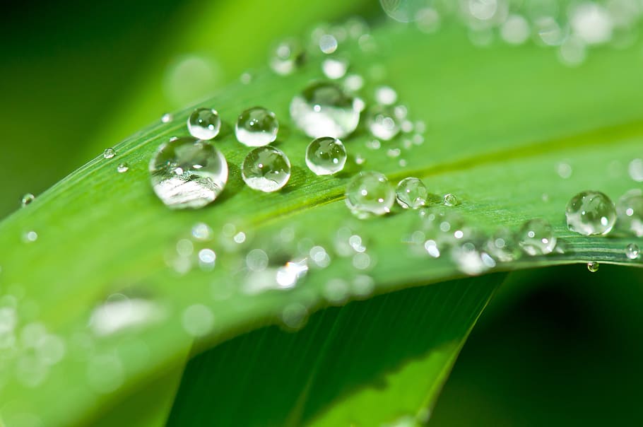 clear, water droplets, leaf, macro shot, drip, dew, dewdrop, water, drop of water, halm