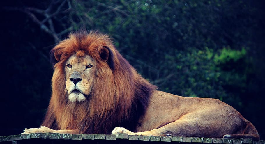 Photography Brown Lion Lying Roof King Jungle Mane Animal Mammal Pxfuel
