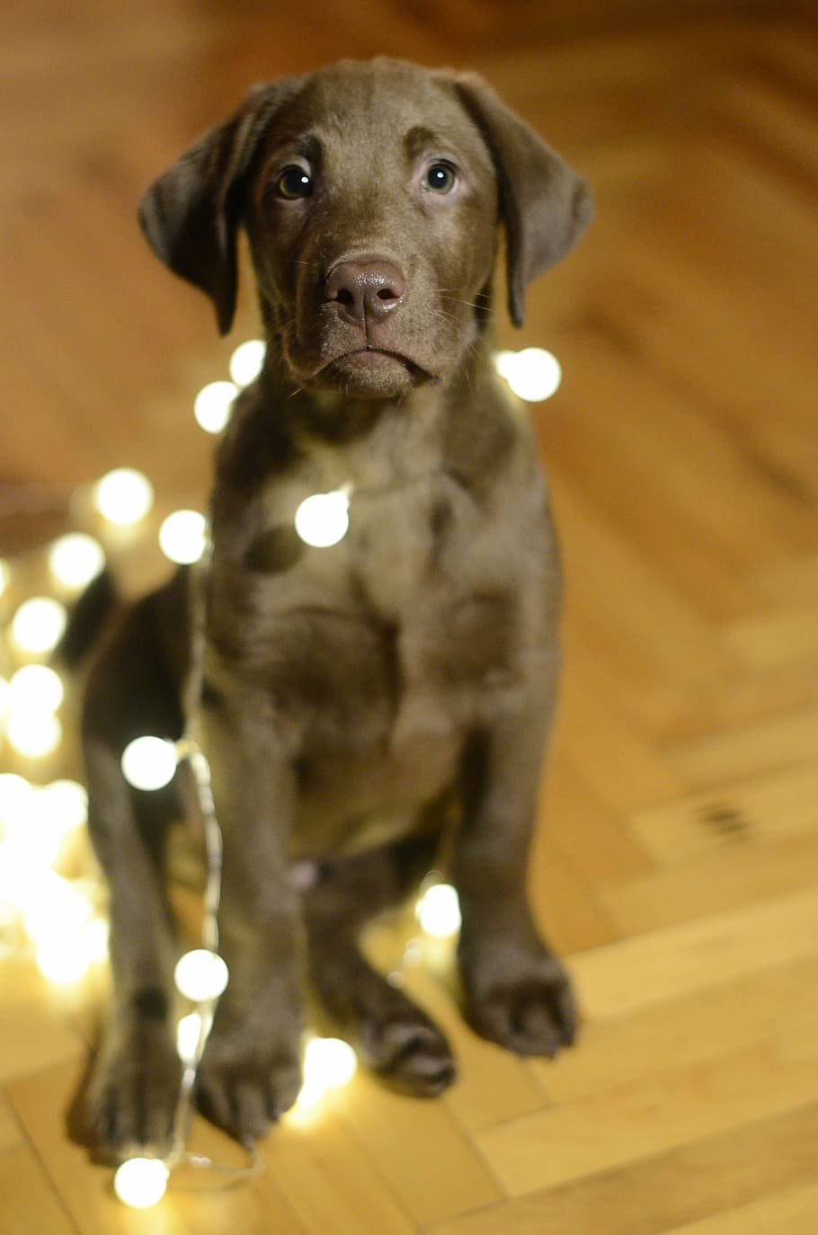 chocolate, labrador, retriever, puppy, photography, dog, christmas, lights, cute, animal