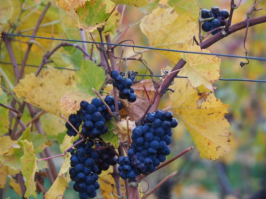 anggur, biru, buah, musim gugur, anggur biru, buah-buahan, winegrowing, alam, tanaman, makan