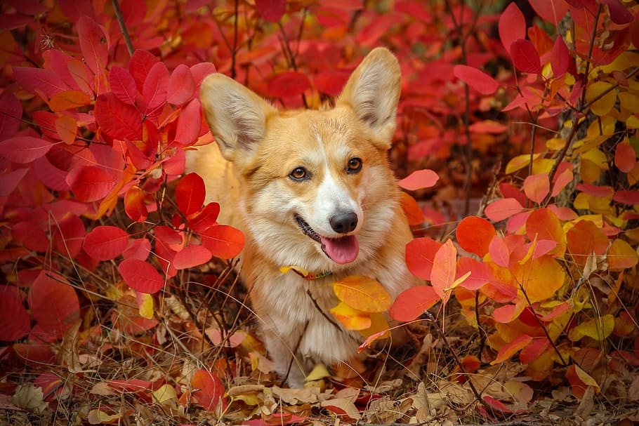cara de corgi, cabeza de perro, retrato de animal, ojos de perro, perro, otoño, mascota, lindo, canino, feliz