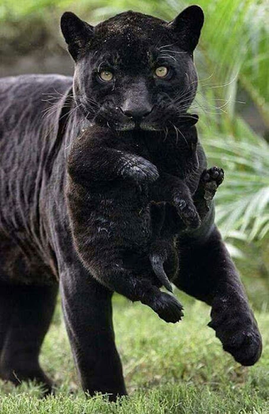 black, panther, cat, wild, animal, wildlife, hunter, nature, forest, species