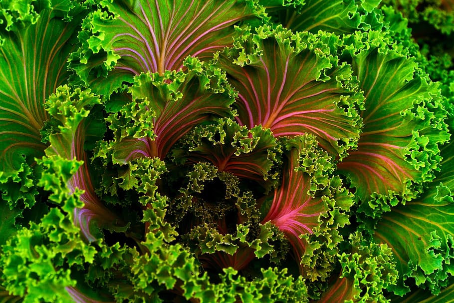 green-and-pink leaves, plant, mangel, kale, food, healthy, vegetable, fresh, nutrition, chard