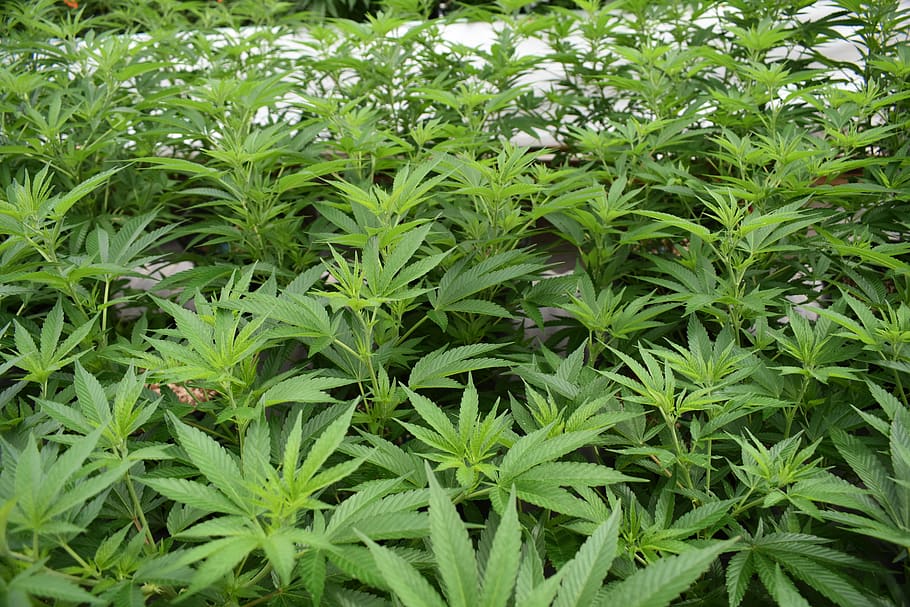 cannabis, marihuana, hierba, maceta, ganja, medicinal, cultivo en invernadero, planta, crecimiento, color verde