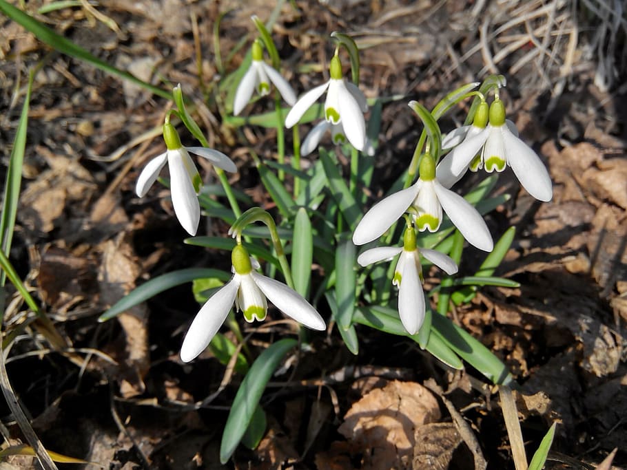 snowdrops, flowers, white, greens, spring, march, march 8, carnival, women's day, flower