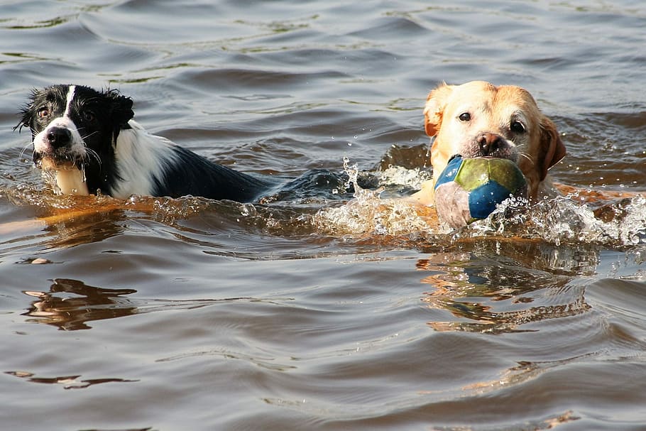 Dogs, Swimming, Animal, dog, pets, canine, purebred Dog, outdoors, mammal, friendship