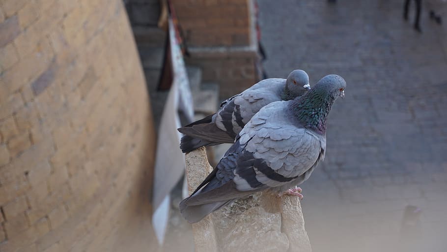 pigeon, birds, monument, pigeons, love, urban, bird, animal themes, vertebrate, animal