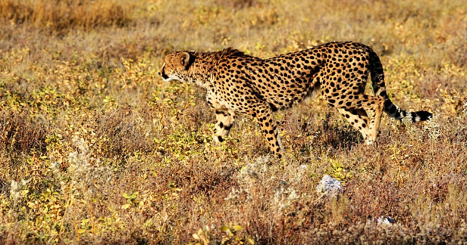 brown, black, cheetah, walking, grass field, etosha, namibia, africa, safari, safari Animals