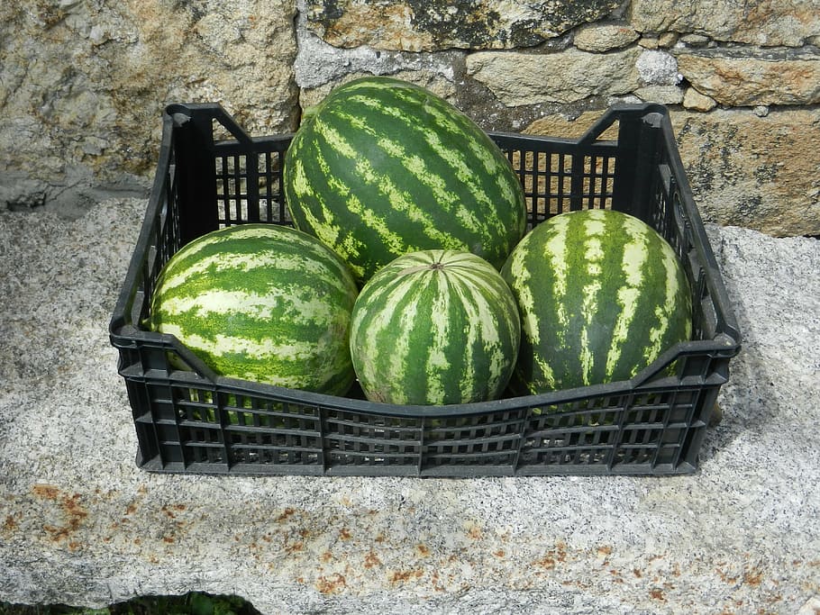 watermelons, basket, fruit, green color, container, healthy eating, food and drink, food, freshness, day