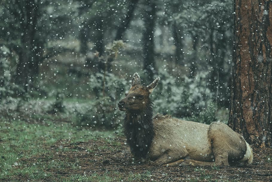 brown, deer, sitting, tree, animal, wildlife, forest, nature, snow, winter