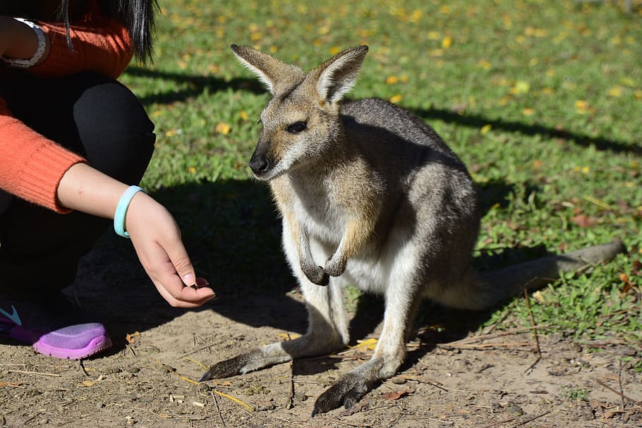 オーストラリア ブリスベン 動物 野生動物 ネイティブ かわいい クイーンズランド ツリー グレー 旅行 Pxfuel
