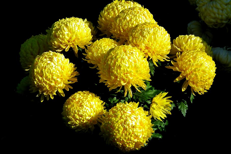 chrysanthemum, flowers, autumn, yellow, garden, nature, beautiful, plant, closeup, the petals