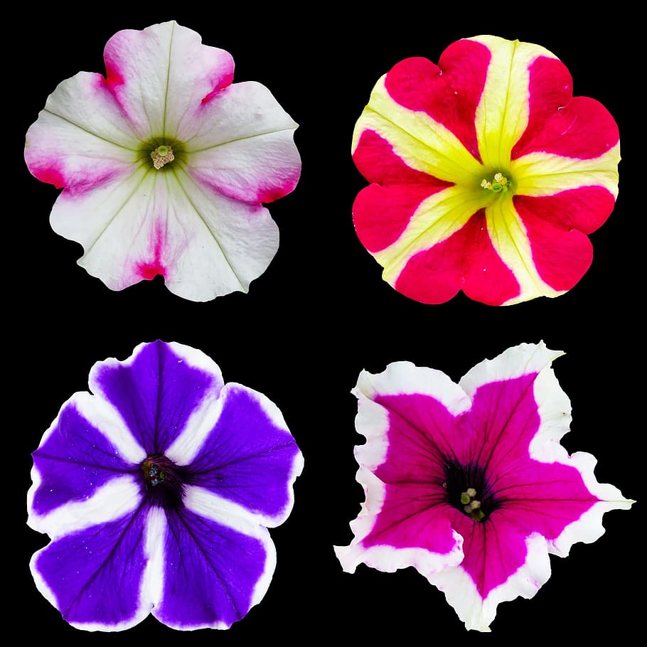 nature, flower, blossom, bloom, petunia, color, isolated, summer flower, garden, decoration