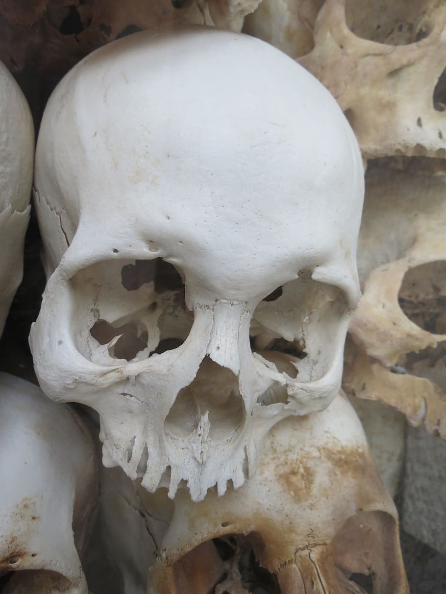 Crânio, Branco, Vietnã, Morte, humano Crânio, osso humano, animal Crânio, anatomia, horror, assustador