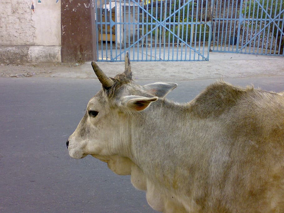 sapi, india, suci, hewan, tema binatang, mamalia, satu hewan, bertulang belakang, pagar, batas