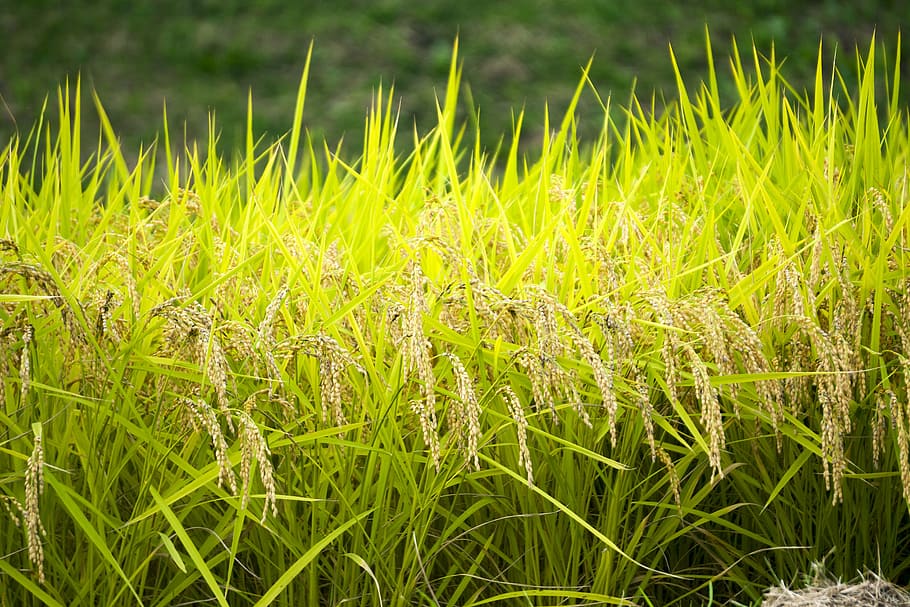campo de trigo, Japón, oreja, arroz, otoño, espiga de arroz, cosecha, campos de arroz de yamada, grano, campo de arroz