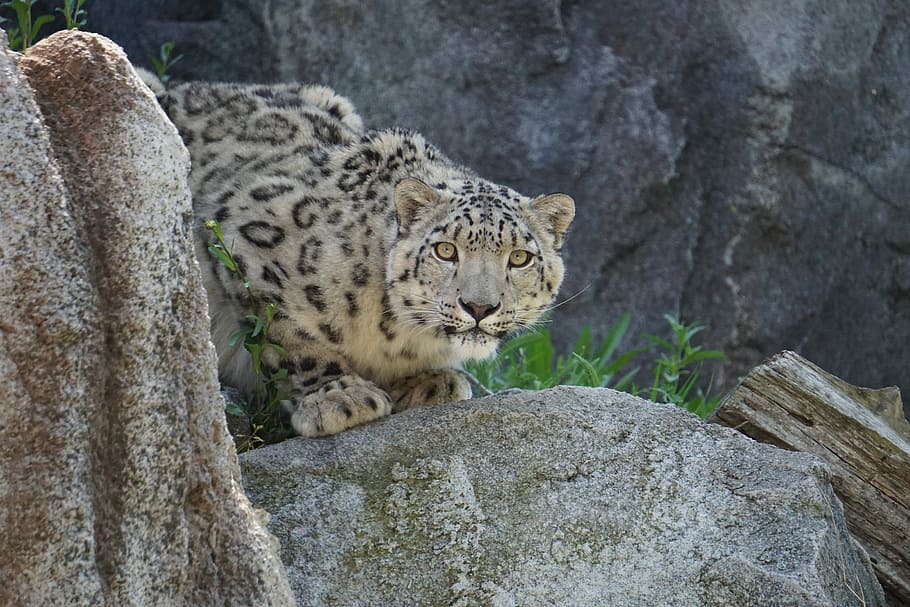 brown, leopard, standing, gray, rock, snow leopard, zoo, nature, animal world, animal