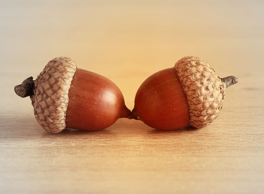 brown acorns, acorn, oak, brown, seeds, couple, two, hat, friendship, partner