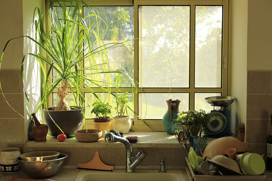 janela, cozinha, luz, manhã, interior, pia, bagunça, campo, sala doméstica, planta