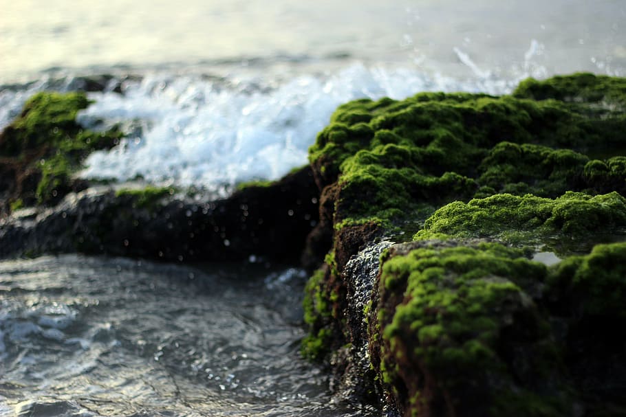 water, splashing, rock, stones, moss, waves, shore, coast, green, nature