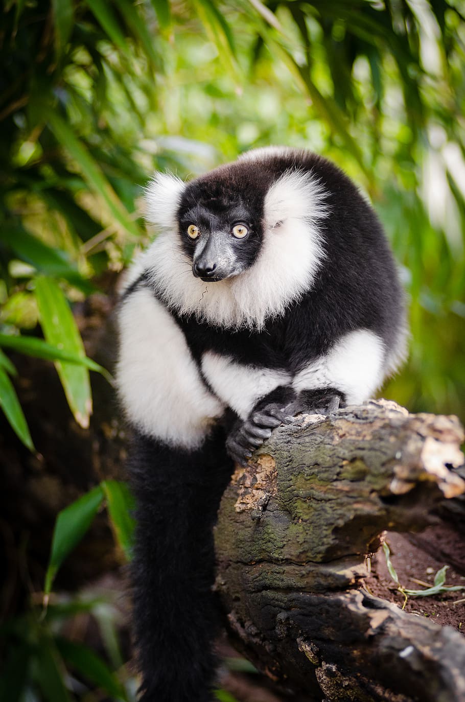 Black, white, Ruffed Lemur, animal, climbing, tree, animals in the wild, animal wildlife, one animal, plant