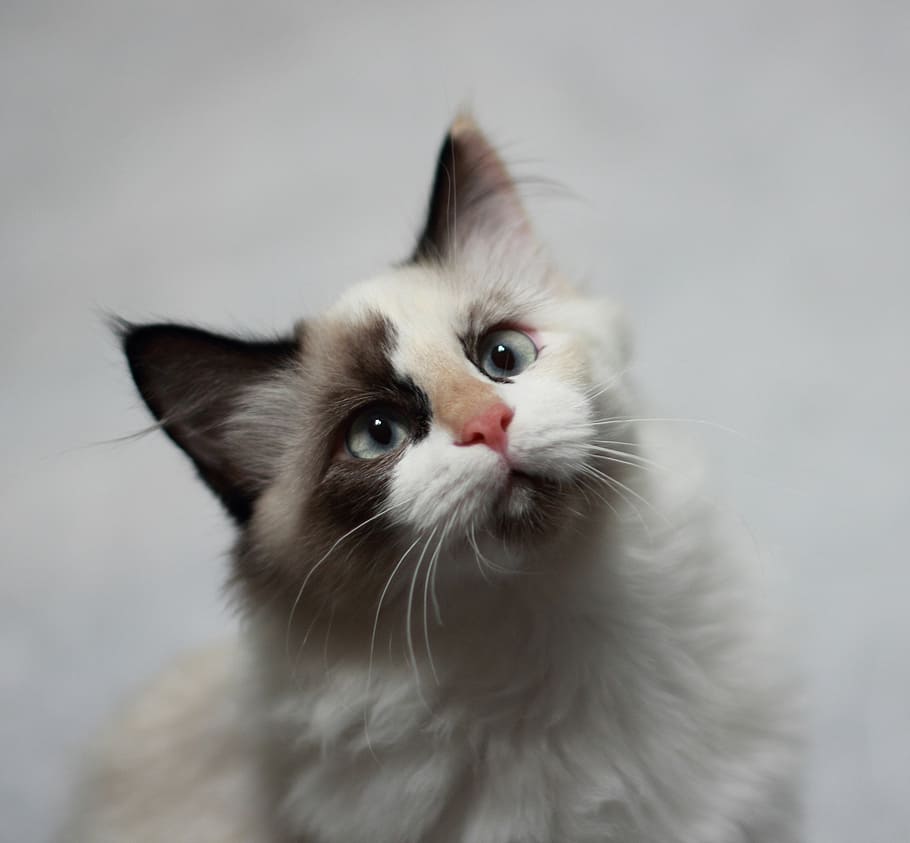 short-coated, white, gray, cat, kitten, cute, feline, kitty, domestic, long hair