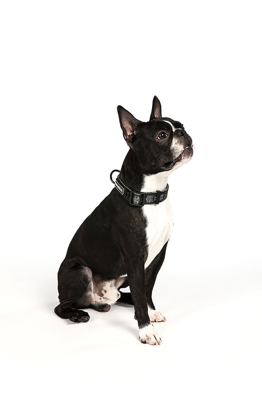 boston terrier, dog, terrier, cute, animal, puppy, thoroughbreds, portrait, adorable, pets