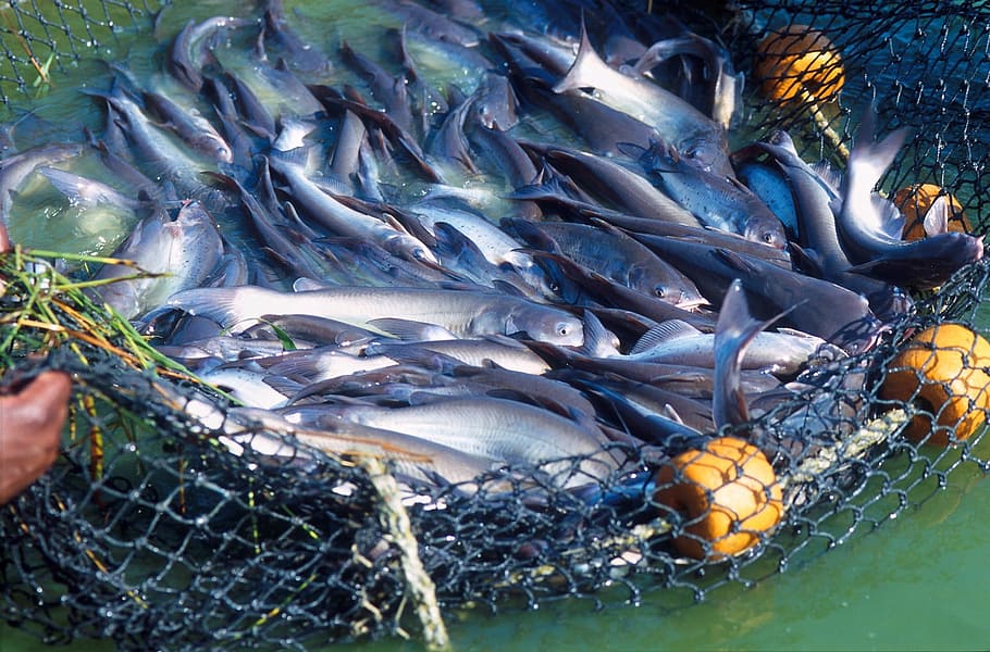 gray, blue, Fish, Fresh, Caught, Catfish, Farm, Net, harvest, business