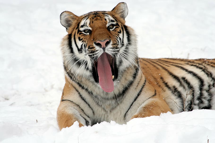 marrom, preto, tigre, fotografia, bocejando, neve, adulto, reclinável, jardim zoológico, inverno