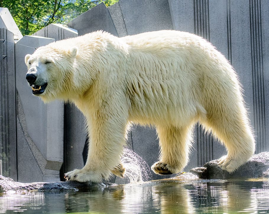 foto, putih, kutub, beruang, beruang kutub, hewan, kebun binatang, predator, binatang buas, dunia binatang