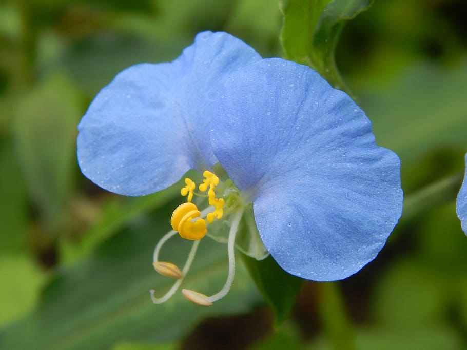 azul, dayflower, fotografía de primer plano de la floración, flor azul, flor, Celeste, Santa Lucía, flor celeste, flor silvestre, naturaleza
