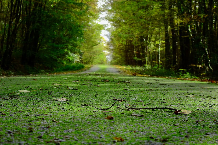 carretera, espuma, otoño, naturaleza, paisaje, verde, bosque, árbol, suelo, planta