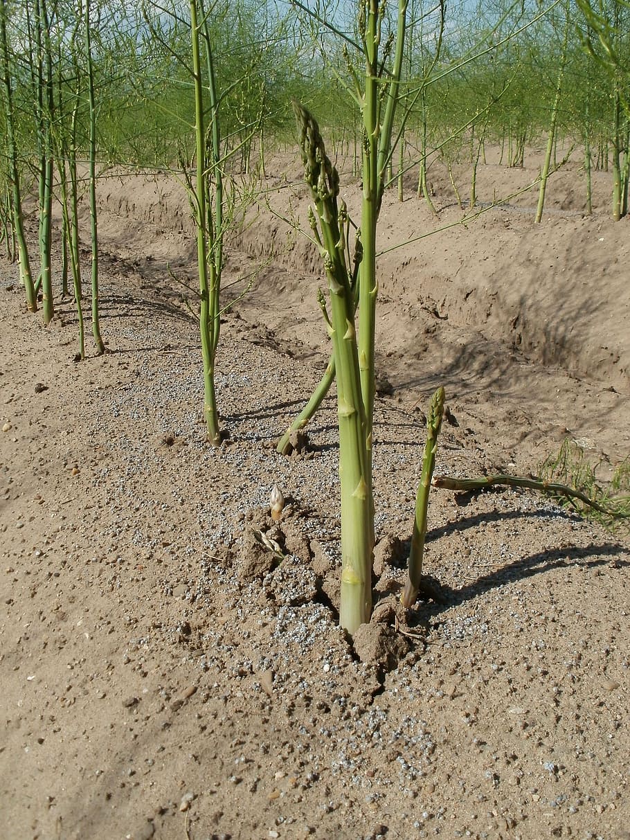 asparagus, food, fields, vegetable, green, fresh, healthy, agriculture, organic, natural