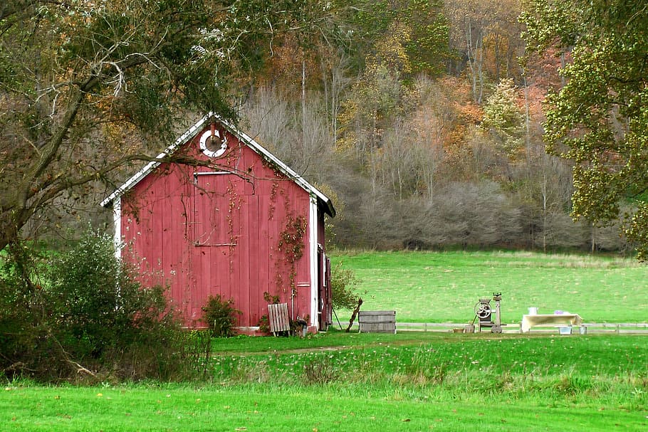 barn, red, red paint, amish, countryside, green grass, field, farm, plant, tree