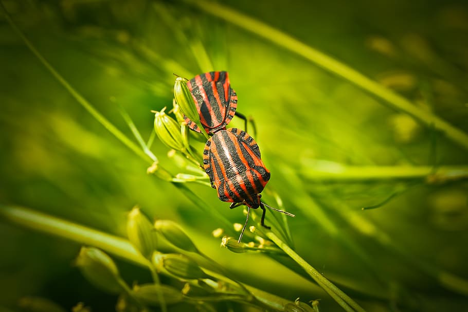 silphidae, insect, beetle, animal, tingling sensation, flowers, plant, green, crawl, insect infestation