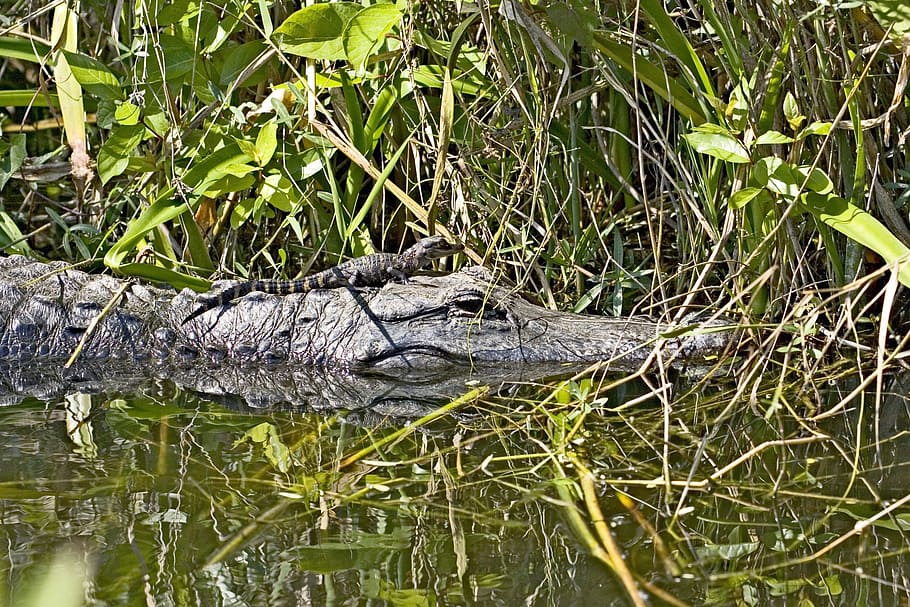 Alligator, Water, Swamp, young, baby, adult, sunning, reptile, wildlife, gator