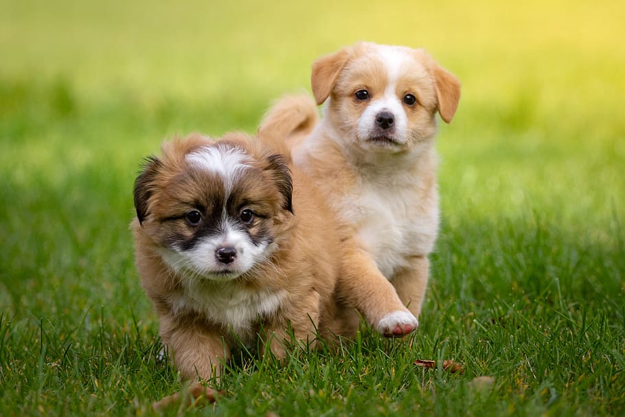 selective, focus photography, two, long-coated tan-and-white puppies, running, green, grass, animal, pet, dog