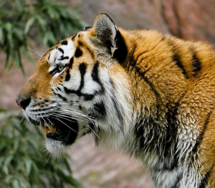 close-up photography, lion, animal, tiger, big cat, predator, siberian tiger, tiergarten nürnberg, wild, tooth