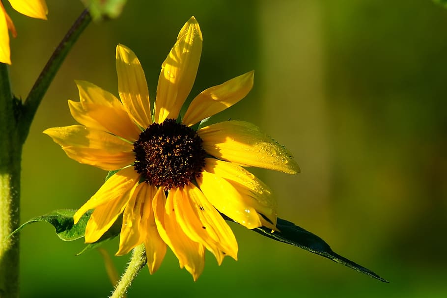 shallow, focus photography, yellow, flower, daytime, shallow focus, photography, sun flower, blossom, bloom