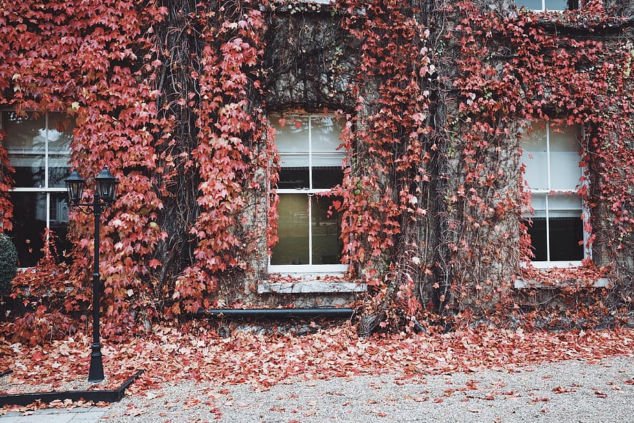 house, windows, glass, leaves, street, fall, autumn, light, dried, vines