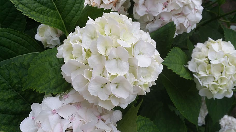 hortensia, fio, flor, primavera, floración, hortensias, blanco, boda,  pétalos, verano | Pxfuel
