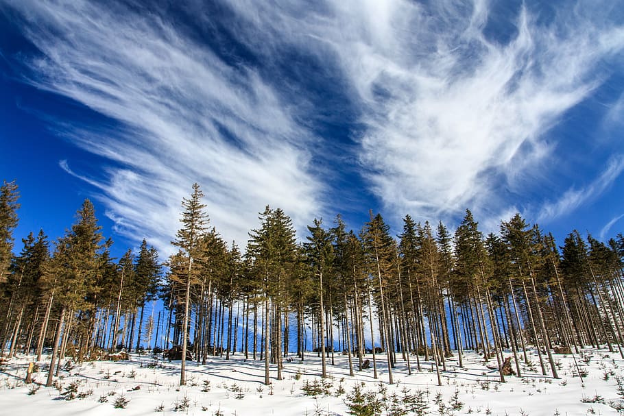 verde, pinheiros, azul, céu, paisagem, fotografia, árvores, campo de neve, nublado, branco