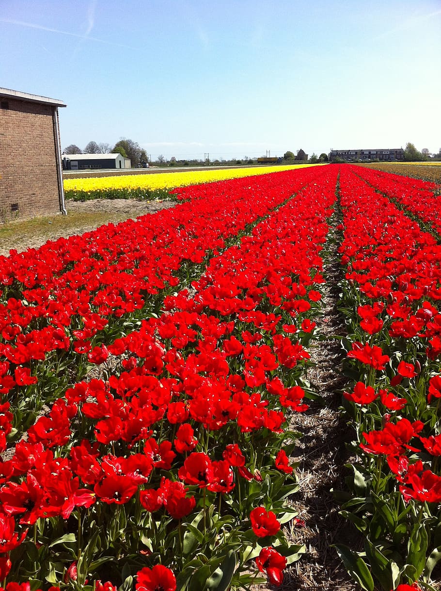 tullips, rojo, flores, campos, países bajos, primavera, holanda, naturaleza, holandés, flor