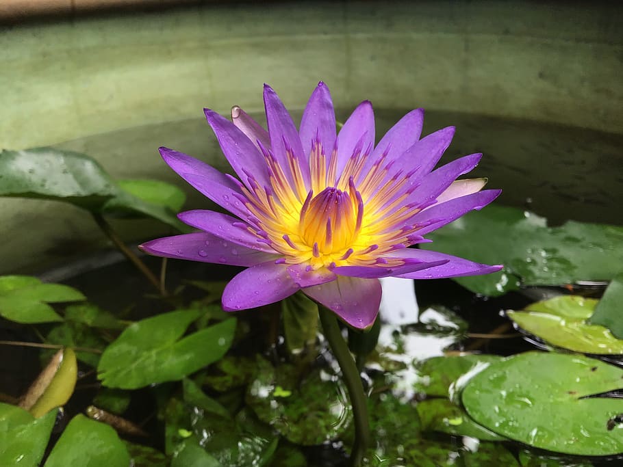 una flor al azar, púrpura y amarilla, flor, planta floreciendo, frescura, lirio de agua, belleza en la naturaleza, vulnerabilidad, fragilidad, pétalo
