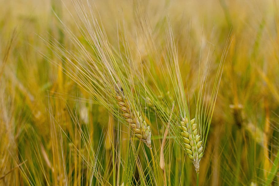 trigo, cereais, culturas, campos, agricultura, trigo duro, milho, agrícola, planta de cereal, colheita