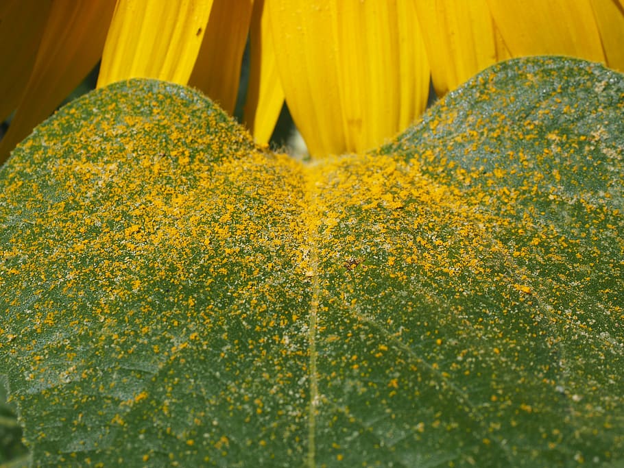 leaf, pollen, sunflower leaf, yellow, bee pollen, pollen grains, ripe, failed, plant, close-up