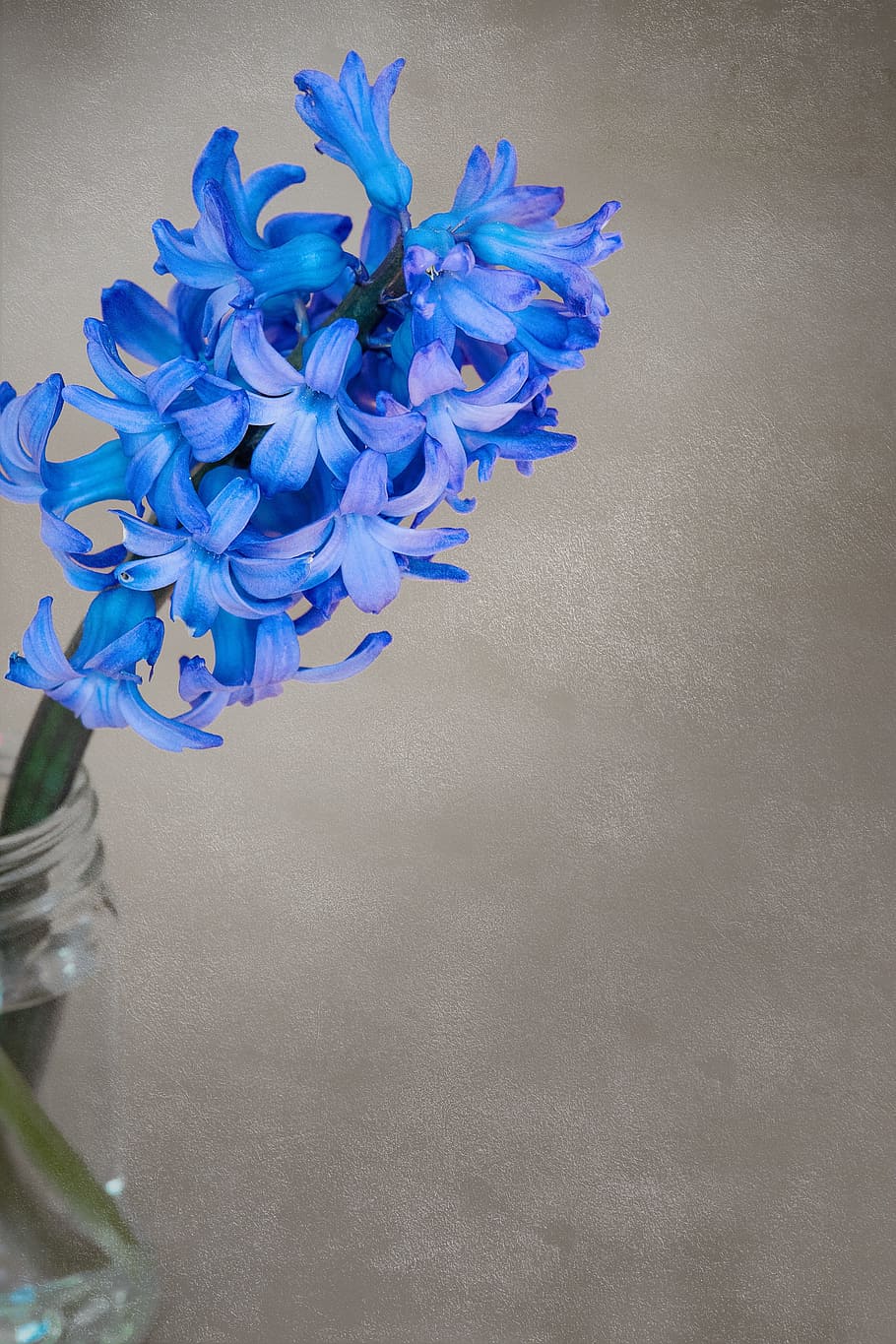 flor, jacinto, flores, azul, jacinto azul, flor fragante, flor de  primavera, flor azul, schnittblume, fragante | Pxfuel