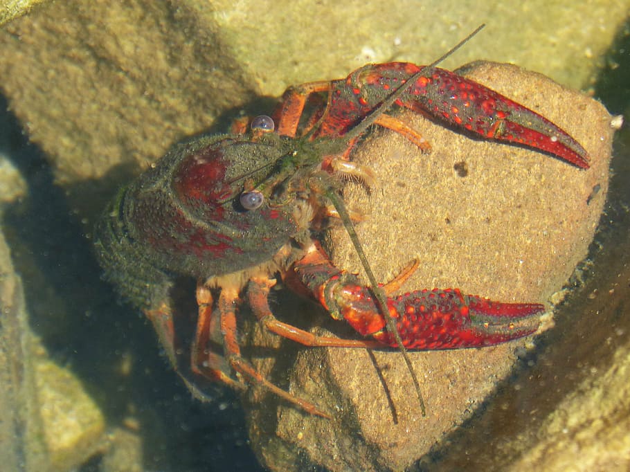 american crab, crayfish, rocks, tweezers, river, invasive species, plague, montsant, animal wildlife, animal